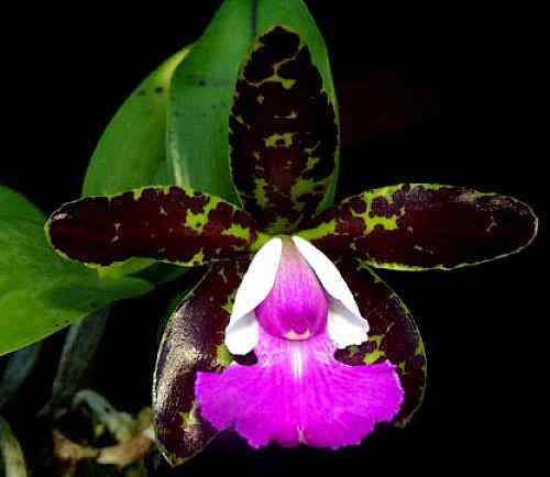 Cattleya Pradit Spot 'Black Prince'